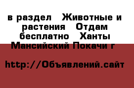  в раздел : Животные и растения » Отдам бесплатно . Ханты-Мансийский,Покачи г.